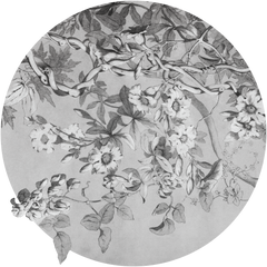 Alamanda – Tapeta Koło Standard