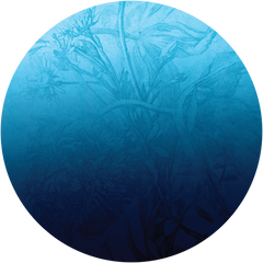Blue Ombre Flower – Tapeta Koło Standard