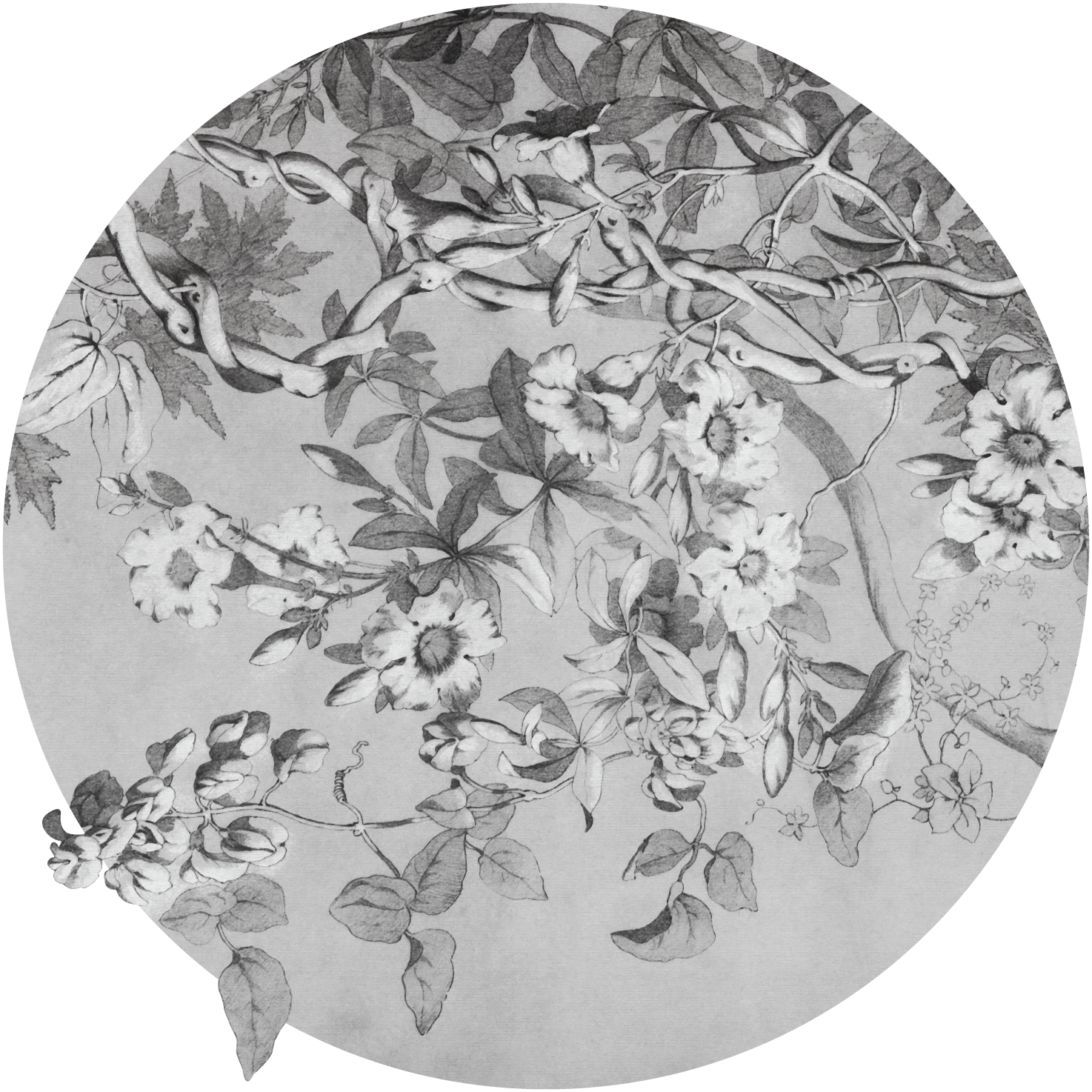 Alamanda – Tapeta Koło Standard