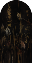 Calamus – Tapeta Łuk Standard