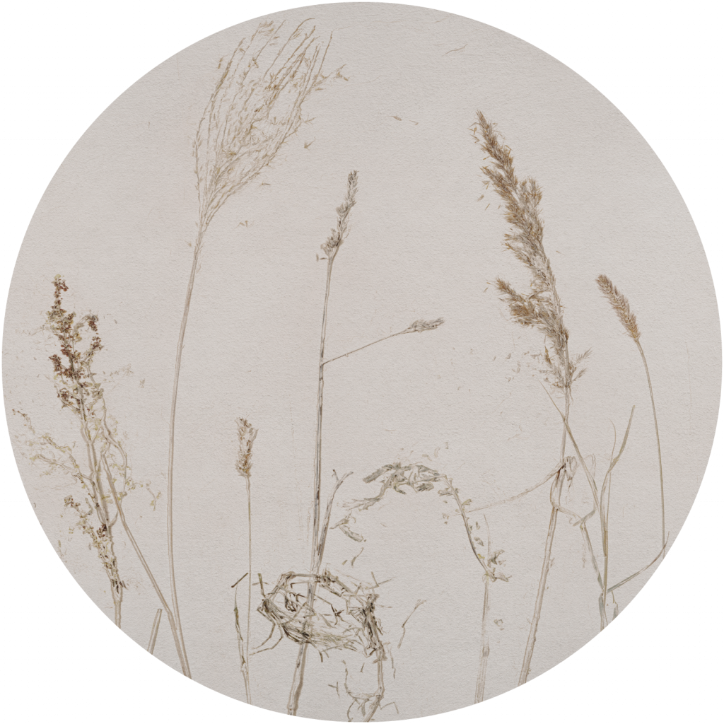 Campo di Avena – Tapeta Koło Standard