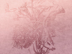 Blossom Ombre Flower – Tapeta w rolkach