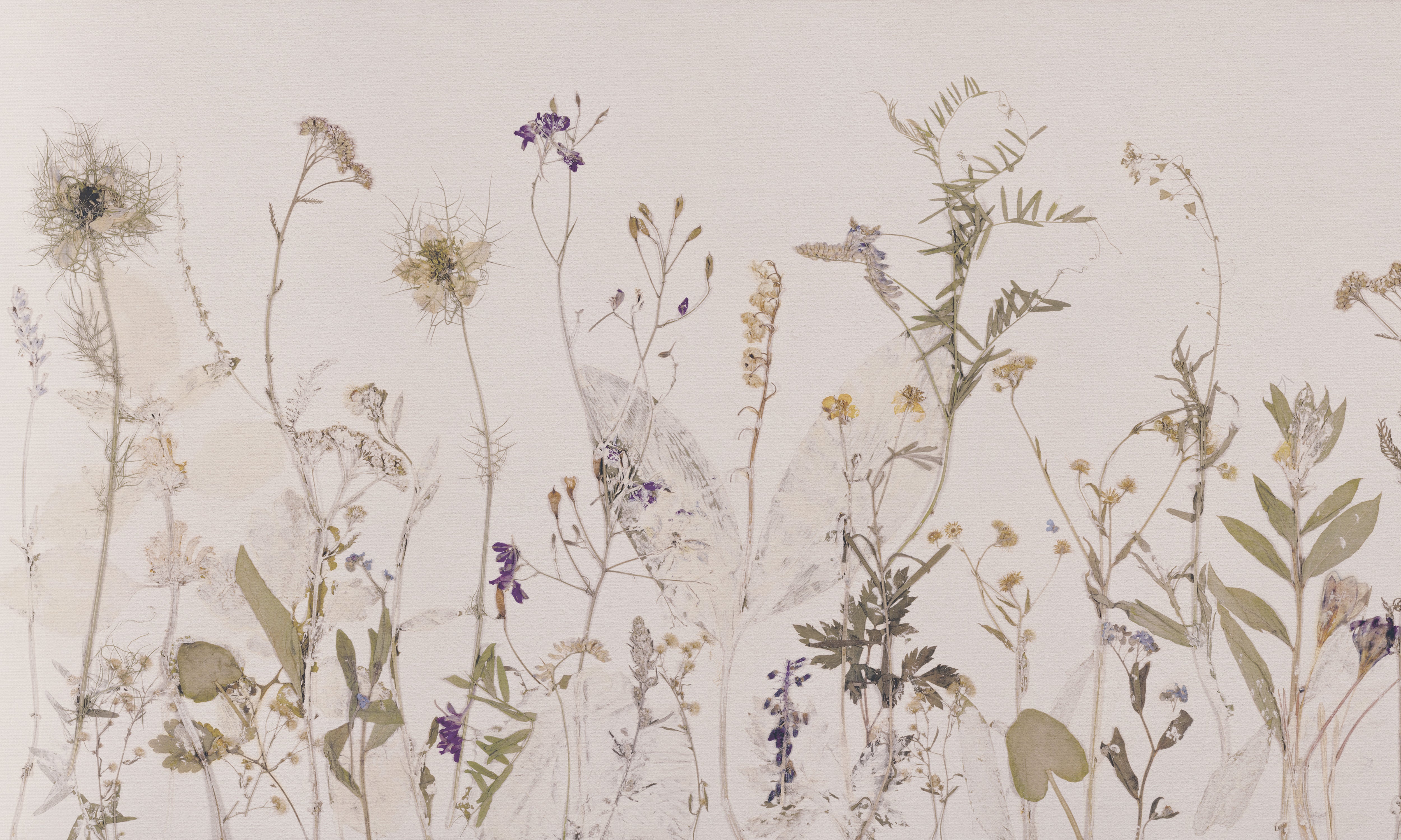 Campo di erbe – Tapeta w rolkach
